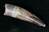 Beautiful Spinosaurus Tooth - Great Enamel #19118-1